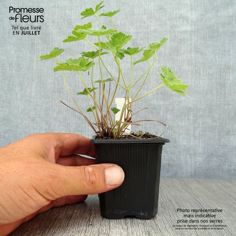 Exemplaar van Geranium Joy - Ooievaarsbek Kweekpotje van 8/9 cm zoals geleverd in de zomer