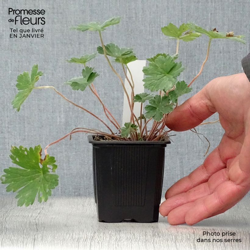 Example of Géranium vivace Joy Kweekpotje van 8/9 cm as you get in hiver