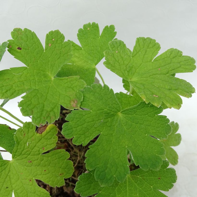 Geranium Karen Wouters - Ooievaarsbek (Foliage)