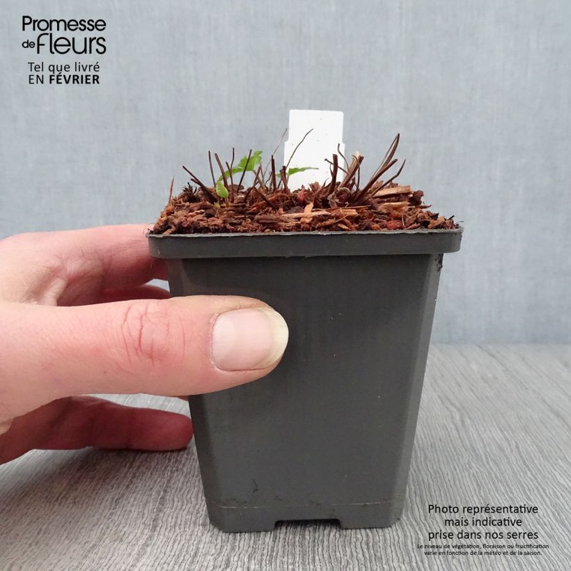 Example of Géranium vivace Karen Wouters Kweekpotje van 8/9 cm as you get in hiver