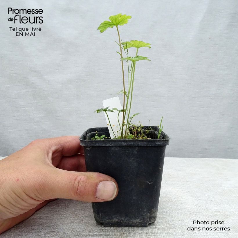 Exemplaar van Geranium Lea  - Ooievaarsbek Kweekpotje van 8/9 cm zoals geleverd in de lente