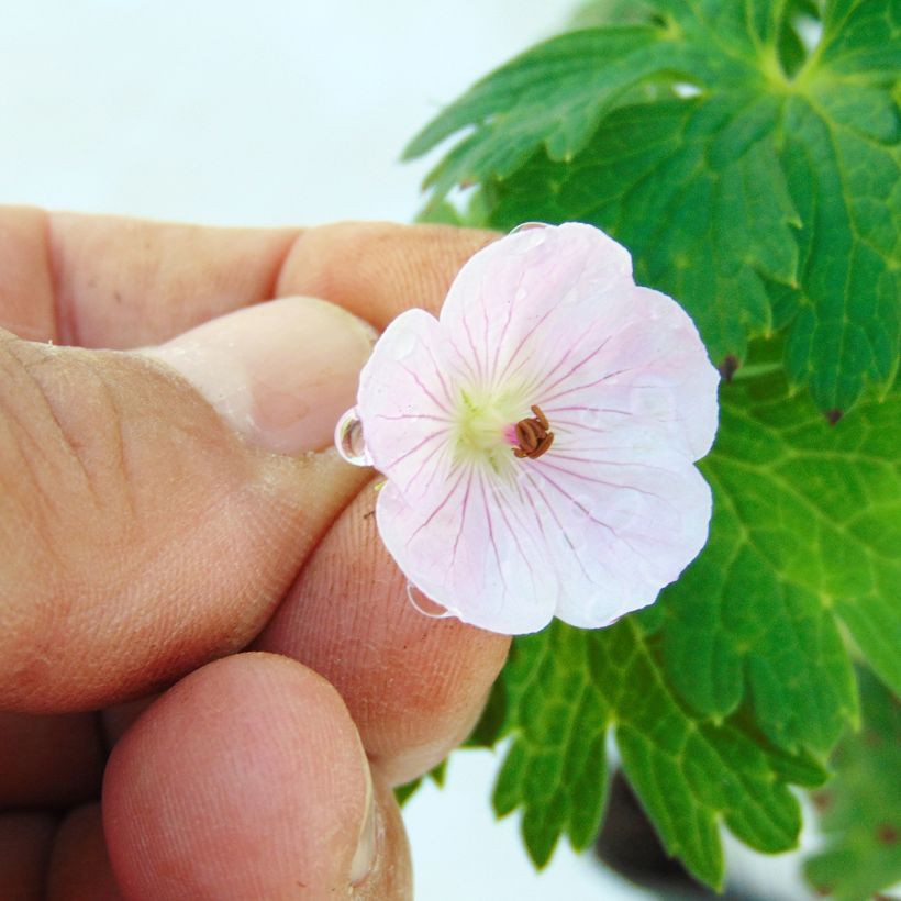 Geranium wallichianum Lilac Ice - Ooievaarsbek (Flowering)