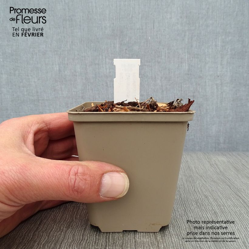 Example of Geranium wallichianum Lilac Ice - Ooievaarsbek Kweekpotje van 8/9 cm as you get in hiver