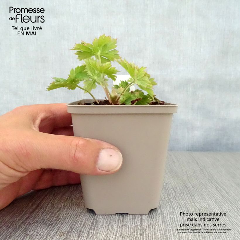 Exemplaar van Geranium wallichianum Lilac Ice - Ooievaarsbek Kweekpotje van 8/9 cm zoals geleverd in de lente