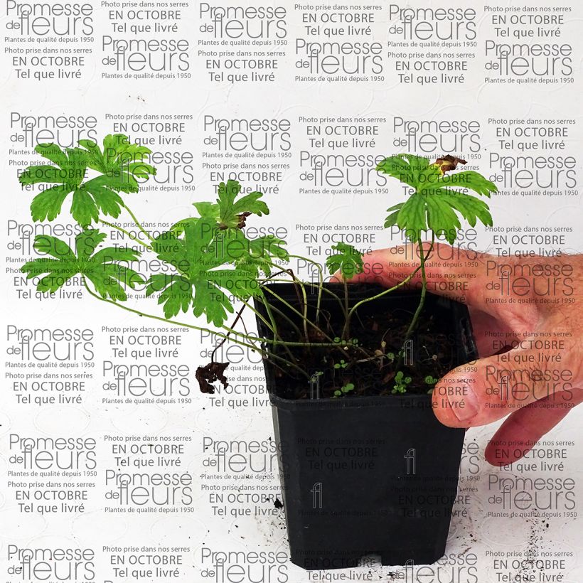 Voorbeeld van een exemplaar van Geranium Melinda - Ooievaarsbek Kweekpotje van 8/9 cm zoals geleverd