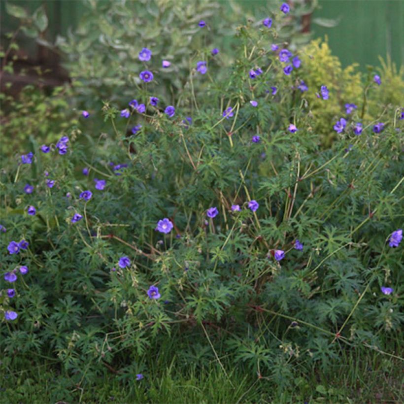 Geranium collinum Nimbus - Ooievaarsbek (Plant habit)