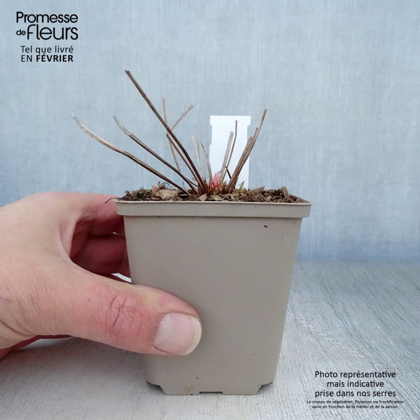 Example of Geranium vivace Nimbus Kweekpotje van 8/9 cm as you get in hiver