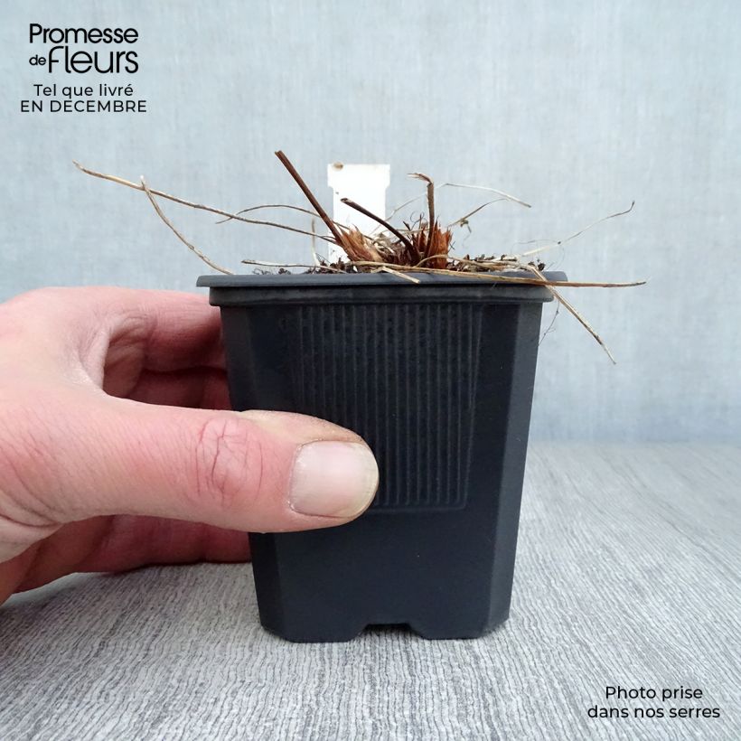 Example of Géranium vivace Orion Kweekpotje van 8/9 cm as you get in hiver