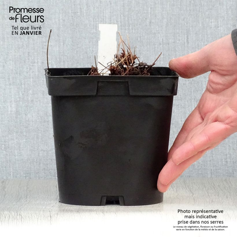 Example of Géranium vivace Orion Pot van 2 l/3 l as you get in hiver