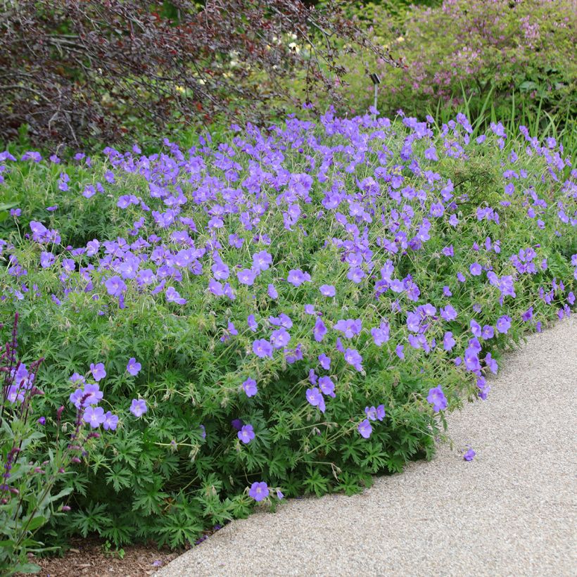 Geranium Orion - Ooievaarsbek (Groeiplaats)