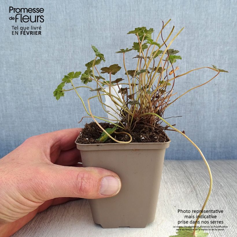 Example of Géranium vivace Orkney Cherry® Kweekpotje van 8/9 cm as you get in hiver