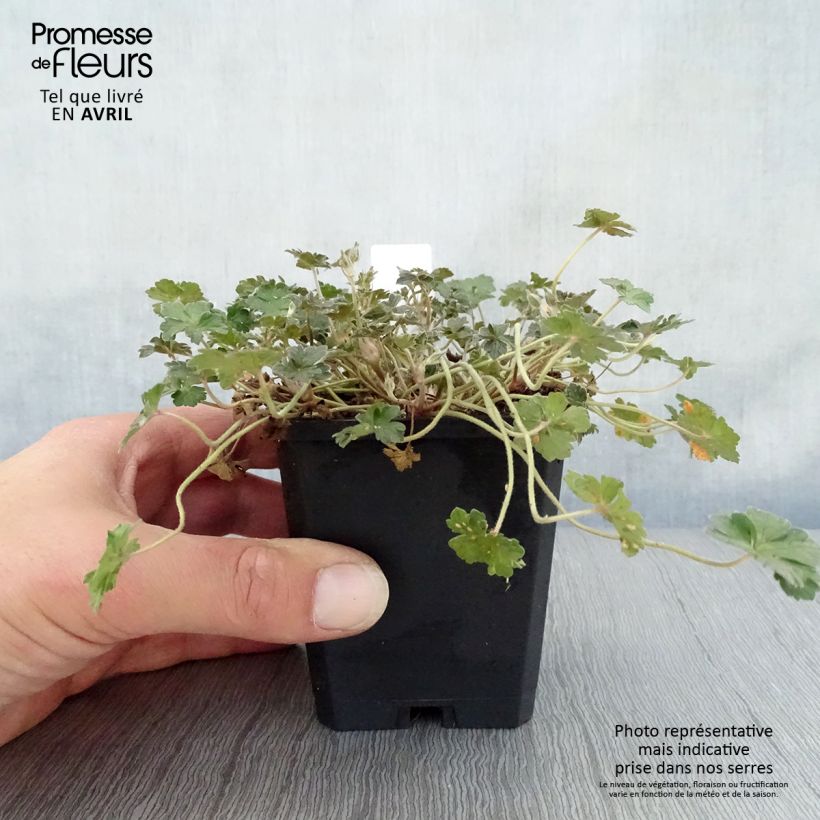 Exemplaar van Geranium oxonianum Orkney Cherry - Ooievaarsbek Kweekpotje van 8/9 cm zoals geleverd in de lente