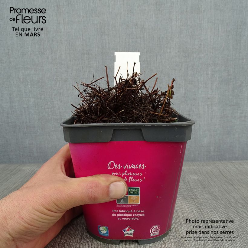 Example of Géranium vivace Orkney Cherry® Pot van 1,5 l/2 l as you get in hiver