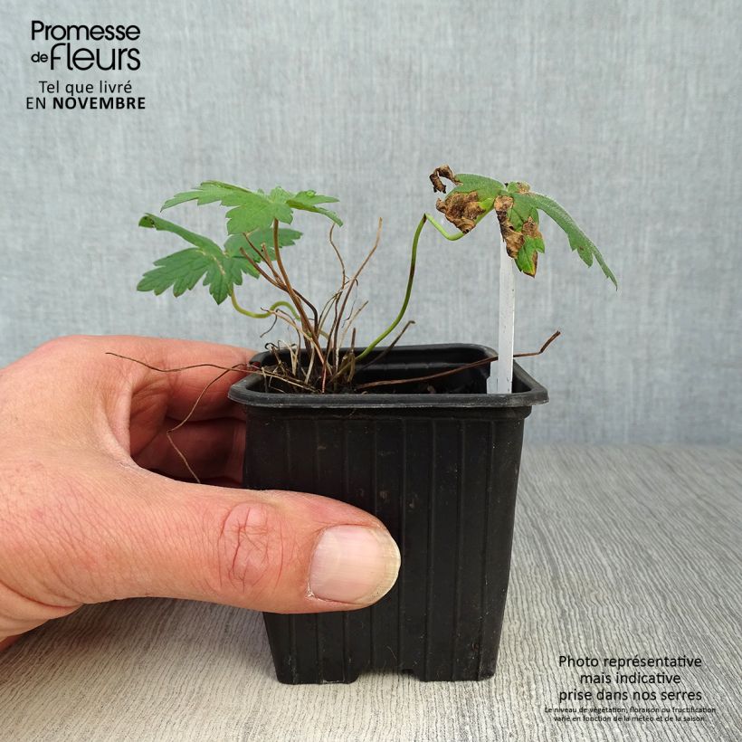 Exemplaar van Geranium Patricia - ooievaarsbek Kweekpotje van 8/9 cm zoals geleverd in de herfst