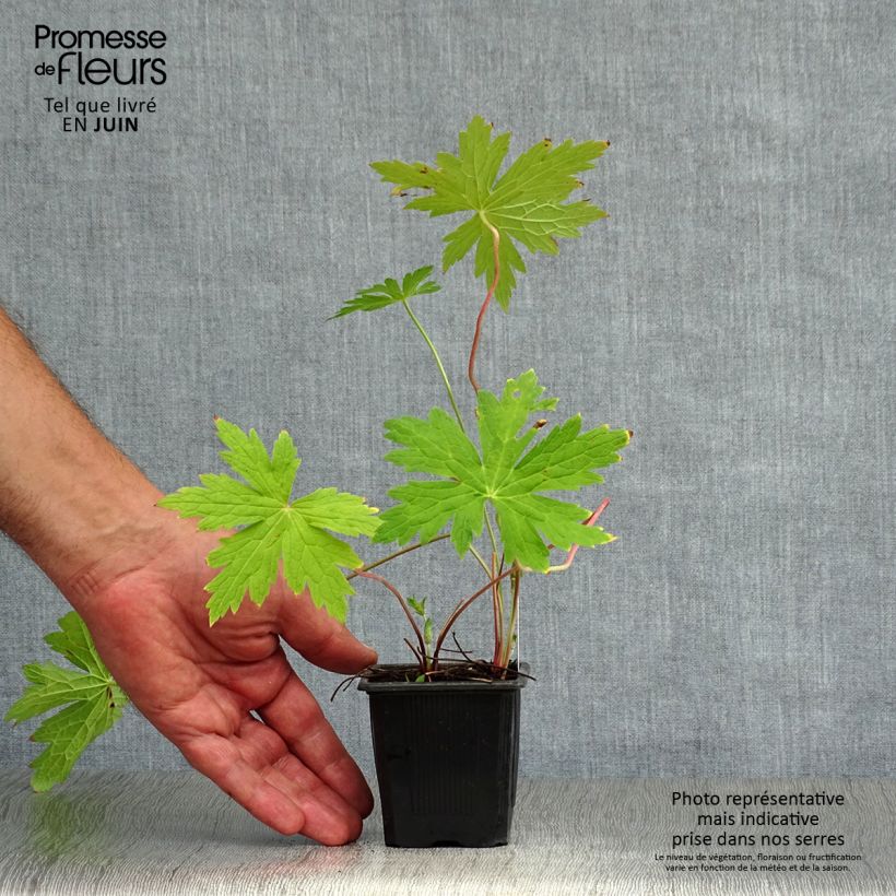 Exemplaar van Geranium Patricia - ooievaarsbek Kweekpotje van 8/9 cm zoals geleverd in de zomer