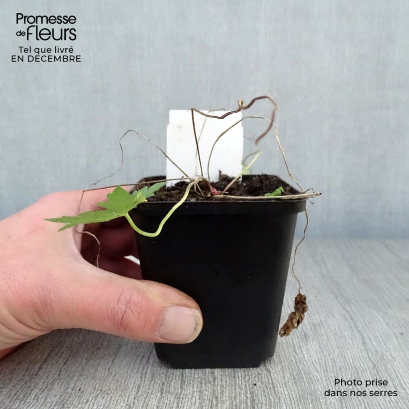 Example of Géranium vivace Patricia Kweekpotje van 8/9 cm as you get in hiver