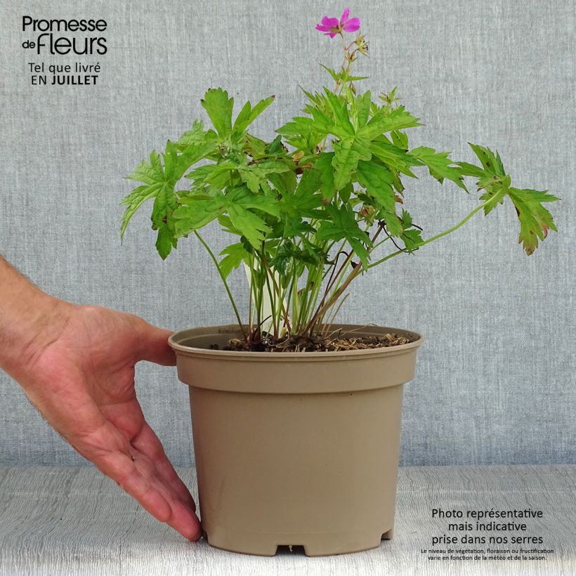 Exemplaar van Geranium Patricia - ooievaarsbek Pot van 1,5 l/2 l zoals geleverd in de zomer