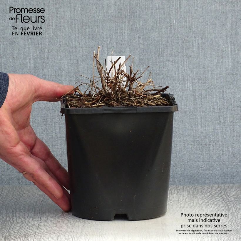 Example of Géranium vivace Patricia Pot van 1,5 l/2 l as you get in hiver