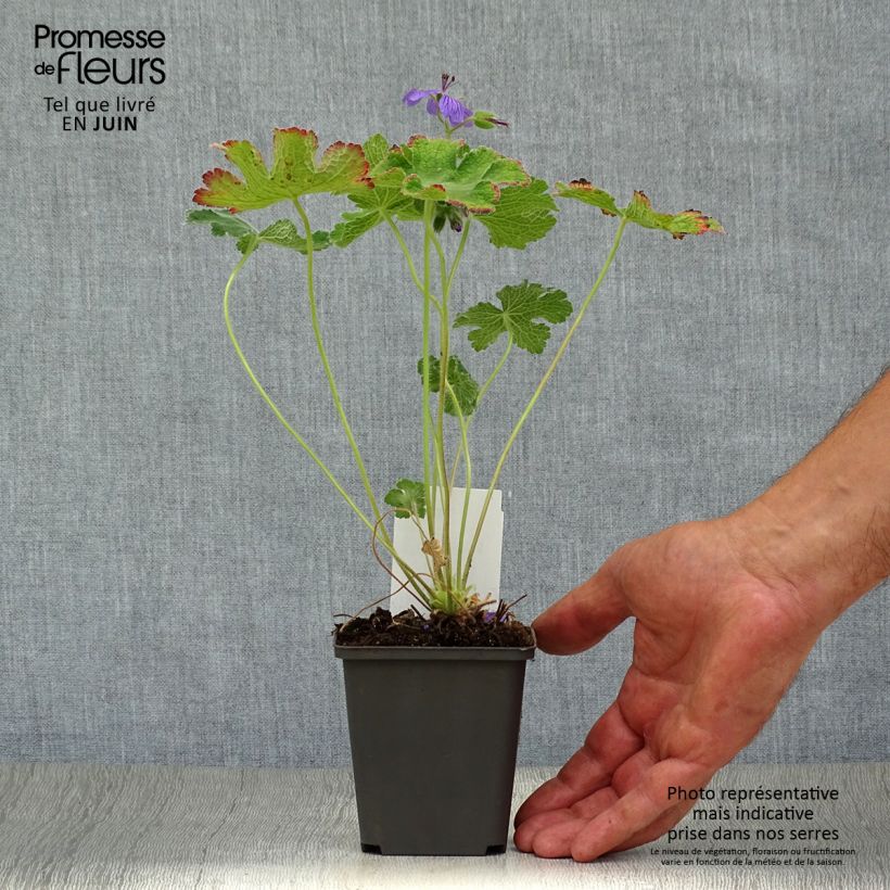 Exemplaar van Geranium renardii Philippe Vapelle - Kaukasische ooievaarsbek Kweekpotje van 8/9 cm zoals geleverd in de zomer