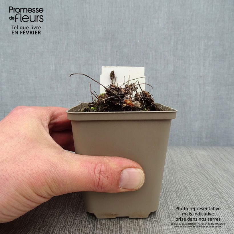 Example of Géranium vivace Philippe Vapelle Kweekpotje van 8/9 cm as you get in hiver