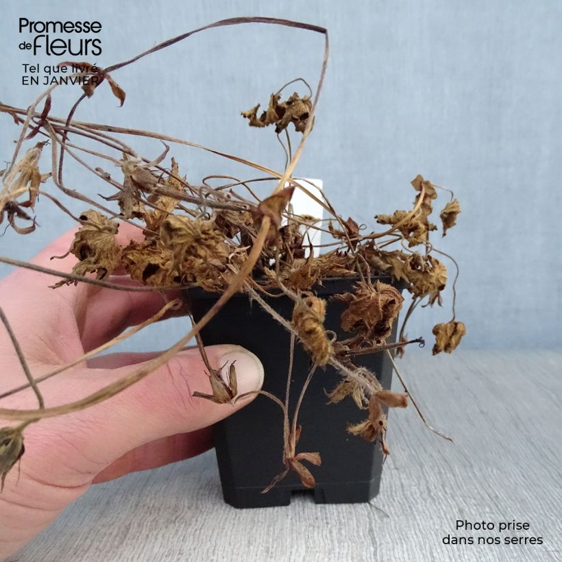 Example of Geranium Pink Penny - Ooievaarsbek Kweekpotje van 8/9 cm as you get in hiver