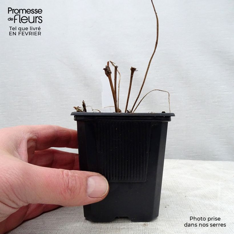 Exemplaar van Geranium wallichianum Rise and Shine - Ooievaarsbek Kweekpotje van 8/9 cm zoals geleverd in de winter