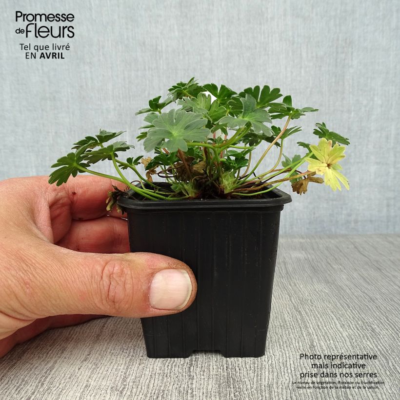 Exemplaar van Geranium cinereum Rothbury Gem - Ooievaarsbek Kweekpotje van 8/9 cm zoals geleverd in de lente