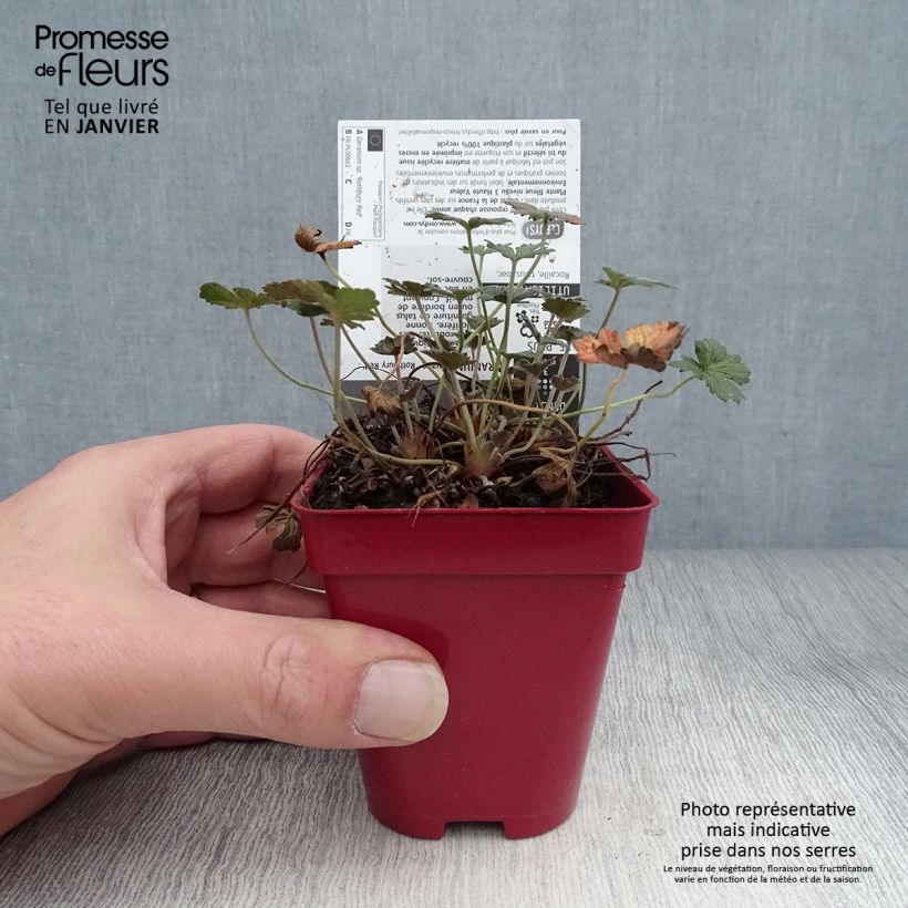 Example of Géranium vivace Rothbury Red Kweekpotje van 8/9 cm as you get in hiver