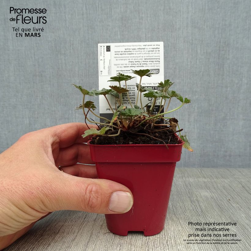 Exemplaar van Geranium Rothbury Red - Ooievaarsbek Kweekpotje van 8/9 cm zoals geleverd in de lente