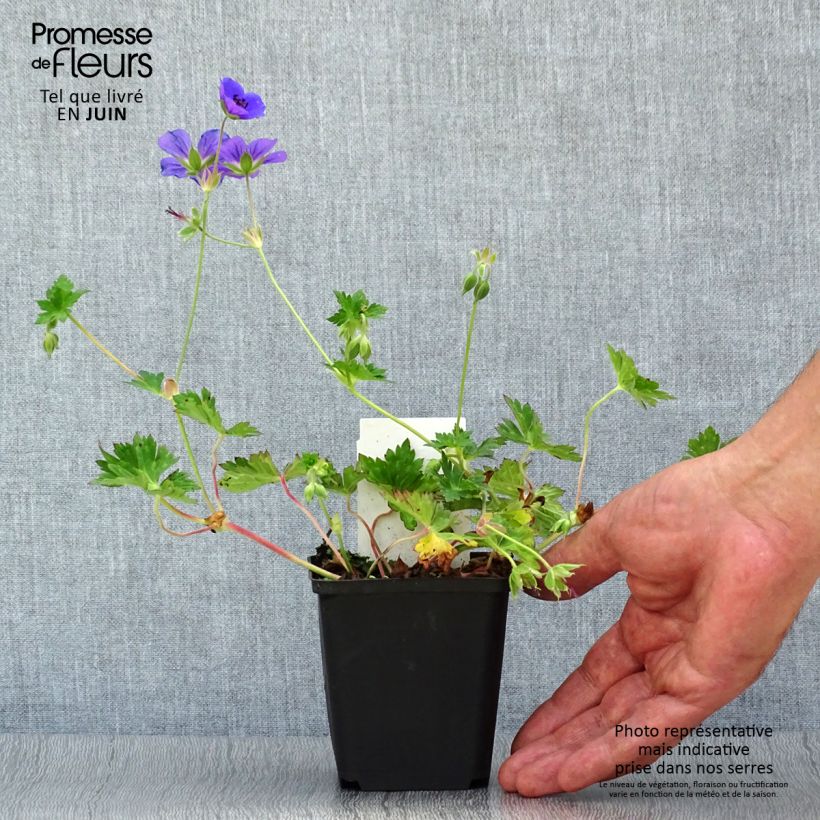 Exemplaar van Geranium Rozanne - Ooievaarsbek Kweekpotje van 8/9 cm zoals geleverd in de zomer