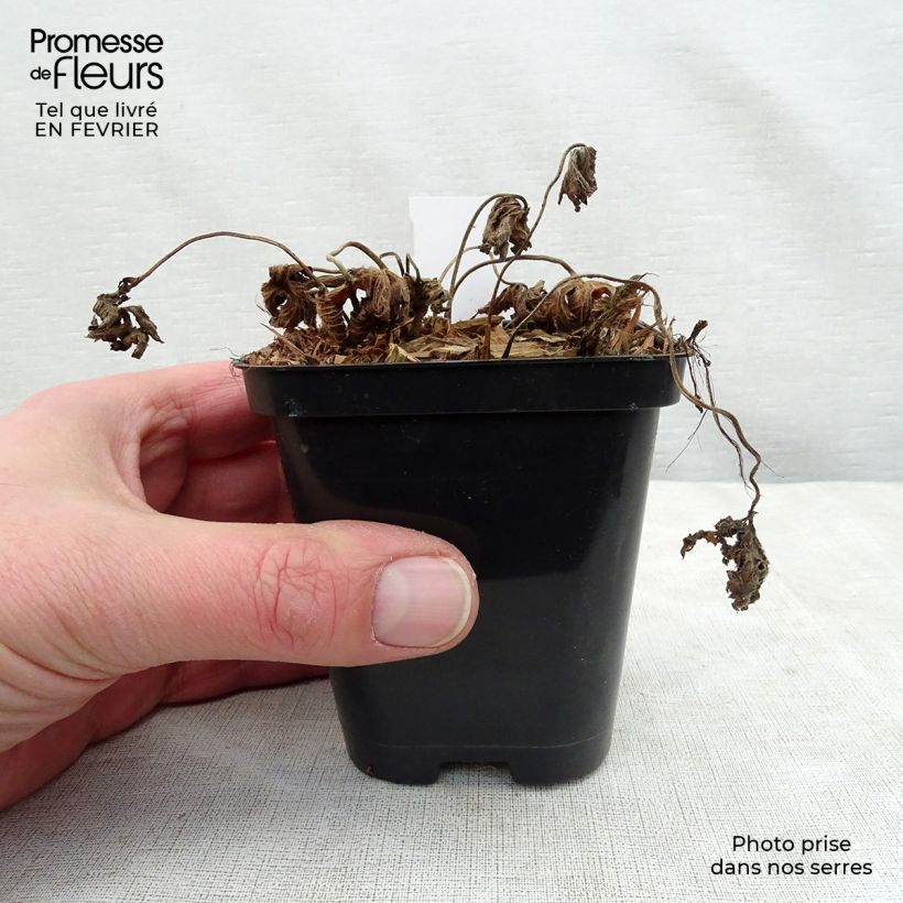 Example of Géranium vivace Rozanne Kweekpotje van 8/9 cm as you get in hiver