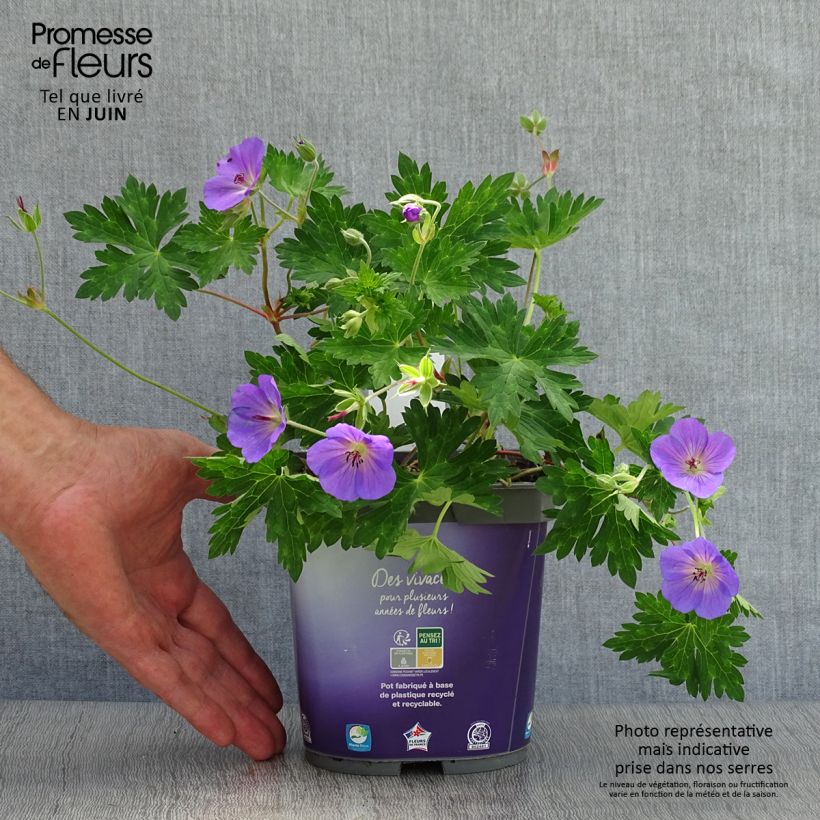 Exemplaar van Geranium Rozanne - Ooievaarsbek Pot van 2 l/3 l zoals geleverd in de zomer
