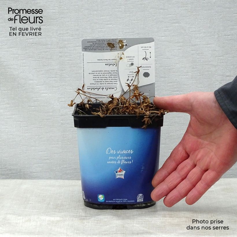 Example of Géranium vivace Rozanne Pot van 2 l/3 l as you get in hiver