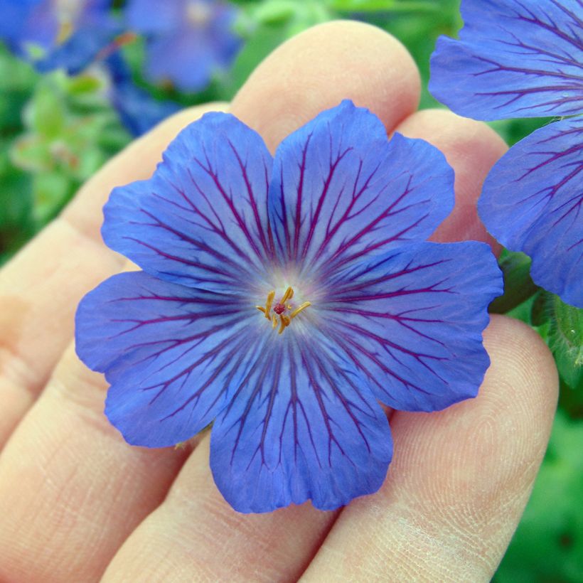 Geranium Sabani Blue - Ooievaarsbek (Flowering)