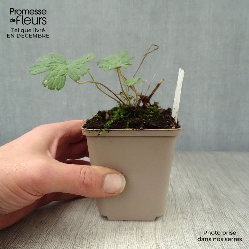 Example of Géranium vivace Salomé Kweekpotje van 8/9 cm as you get in hiver