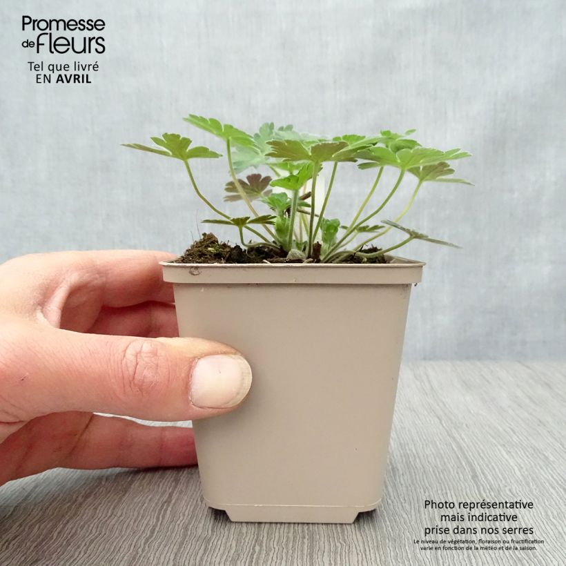 Exemplaar van Geranium Salomé - Ooievaarsbek Kweekpotje van 8/9 cm zoals geleverd in de lente