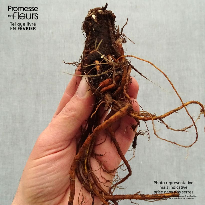 Exemplaar van Geranium Sandrine - Ooievaarsbek Naakte wortel zoals geleverd in de winter
