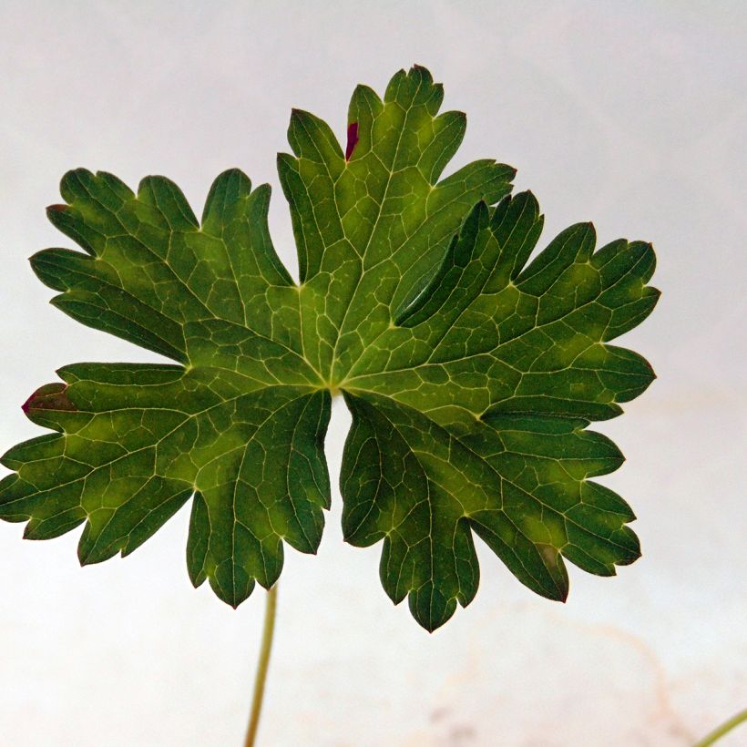 Geranium Silvias Surprise - Ooievaarsbek (Foliage)