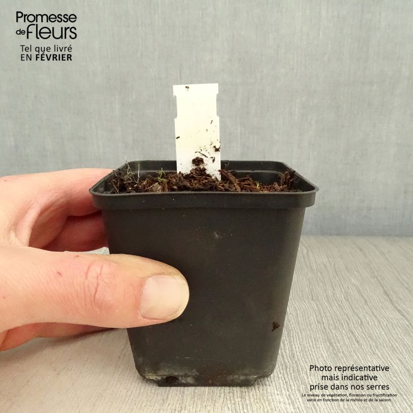 Example of Geranium vivace Silvia's surprise Kweekpotje van 8/9 cm as you get in hiver