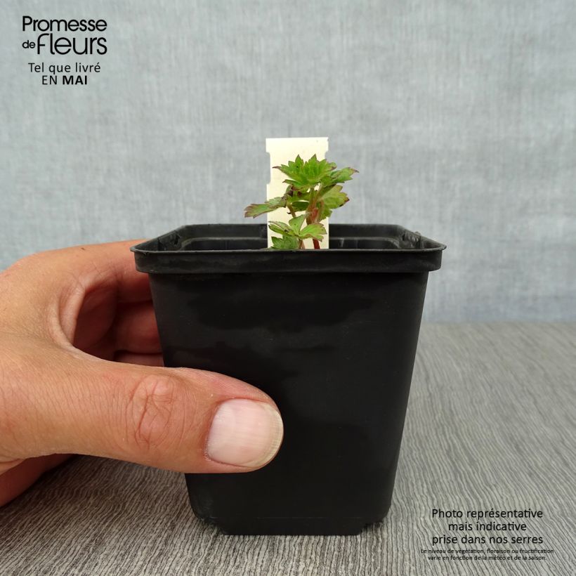 Exemplaar van Geranium Silvias Surprise - Ooievaarsbek Kweekpotje van 8/9 cm zoals geleverd in de lente