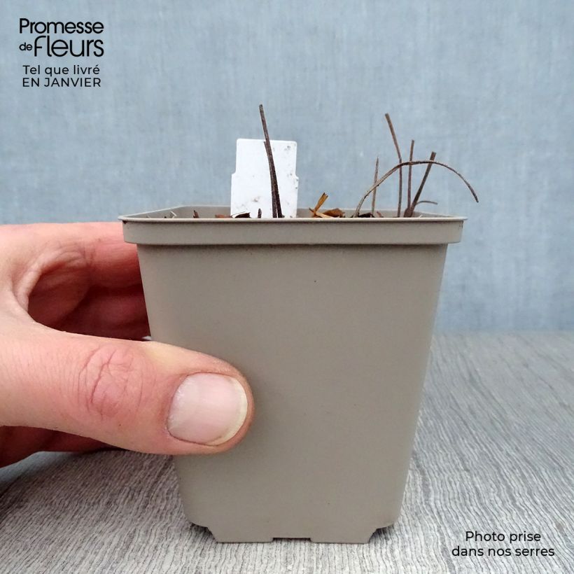 Example of Géranium vivace Sirak Kweekpotje van 8/9 cm as you get in hiver