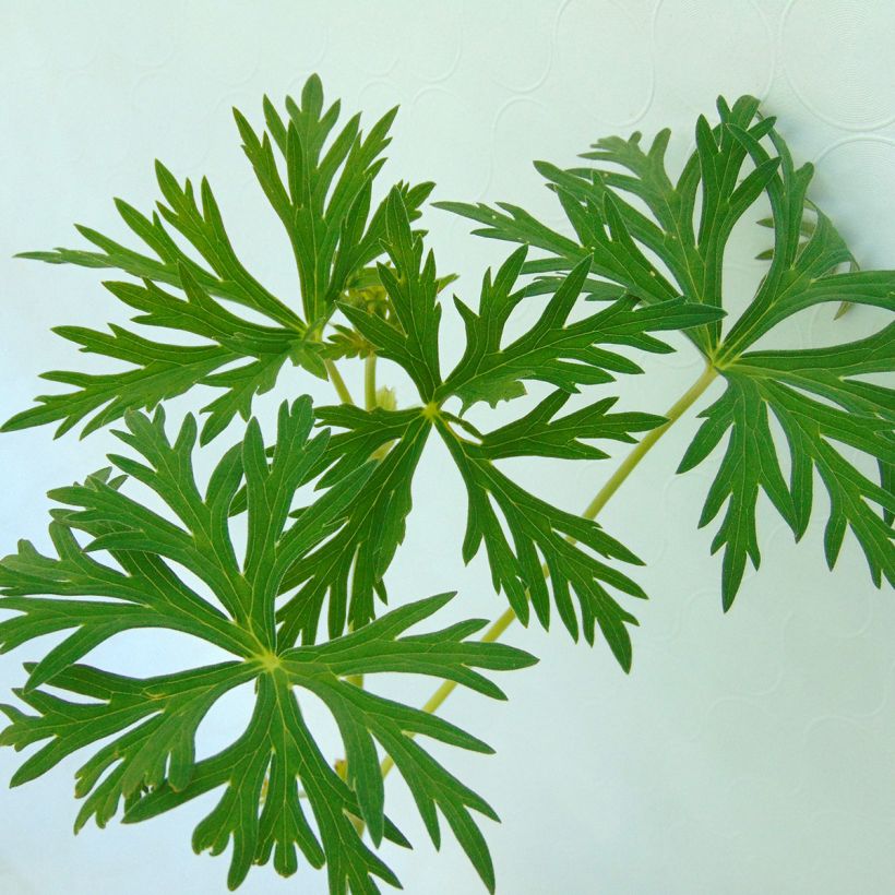 Geranium soboliferum Starman - Ooievaarsbek (Foliage)
