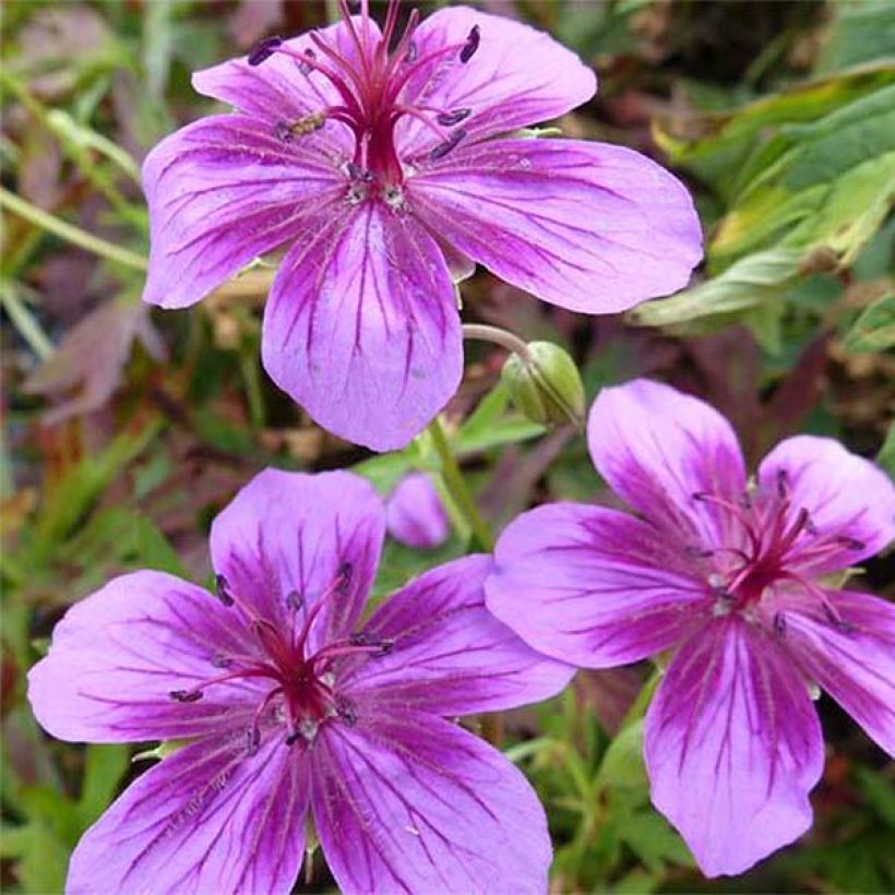 Geranium soboliferum Starman - Ooievaarsbek (Flowering)