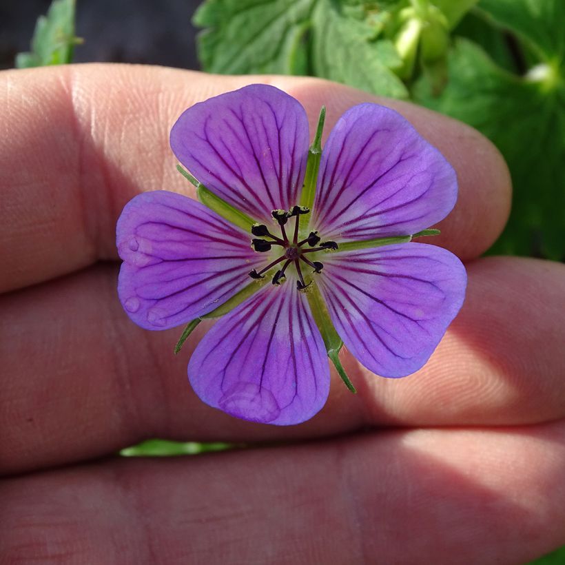 Geranium wallichianum Sweet Heidi - Ooievaarsbek (Flowering)
