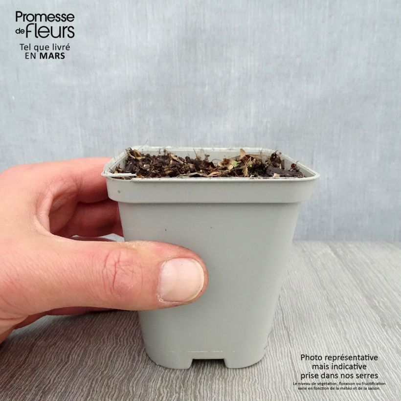 Exemplaar van Geranium wallichianum Sweet Heidi - Ooievaarsbek Kweekpotje van 8/9 cm zoals geleverd in de lente