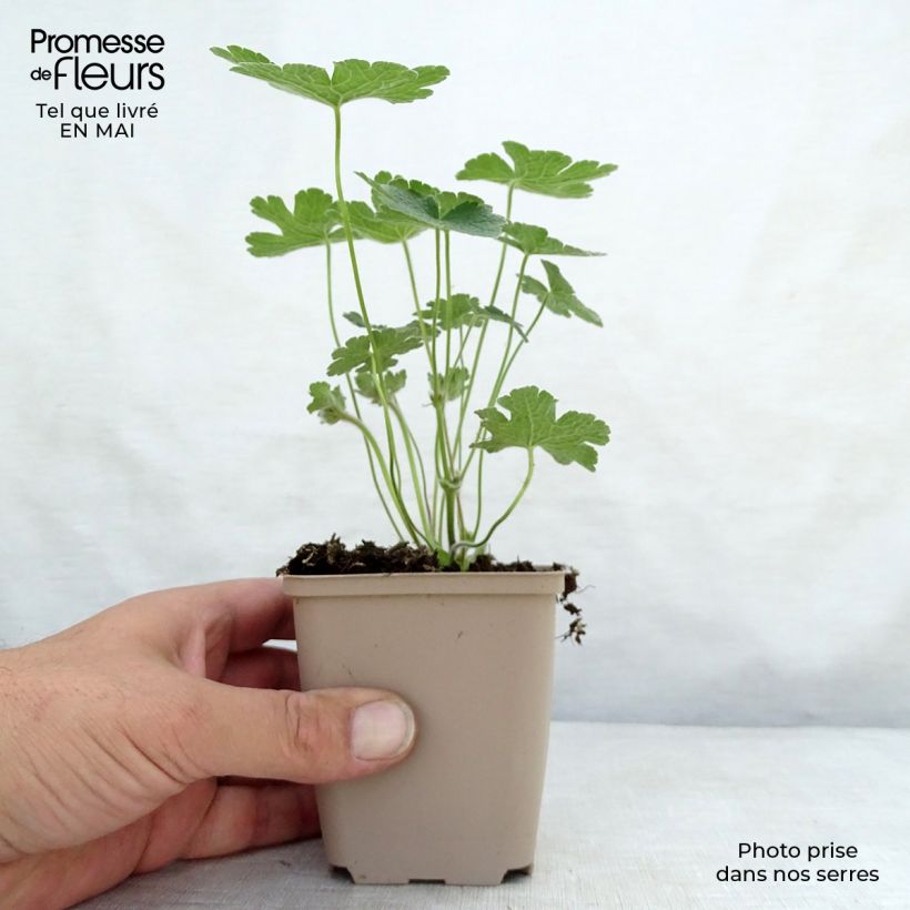 Exemplaar van Geranium Terre Franche - Ooievaarsbek Kweekpotje van 8/9 cm zoals geleverd in de lente