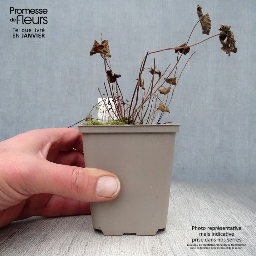 Example of Géranium vivace Terre Franche Kweekpotje van 8/9 cm as you get in hiver