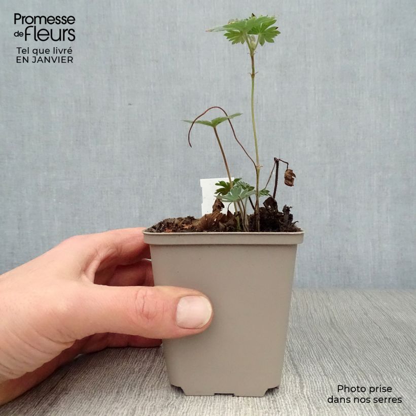 Example of Geranium vivace Tiny Monster Kweekpotje van 8/9 cm as you get in hiver