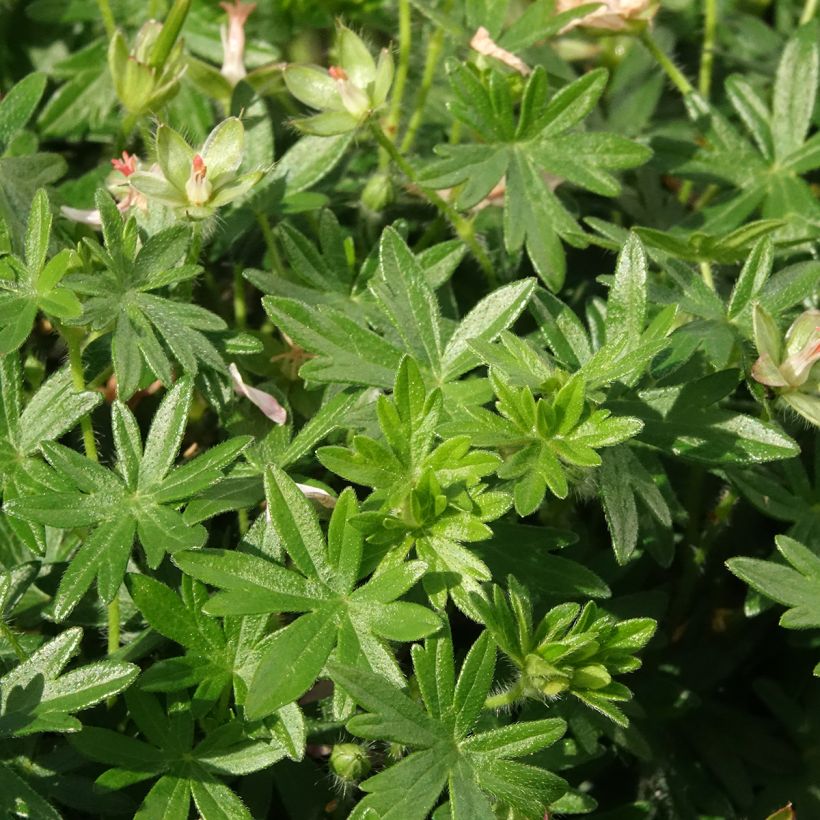Geranium sanguineum Frivolius Pink - Bloedooievaarsbek (Blad)