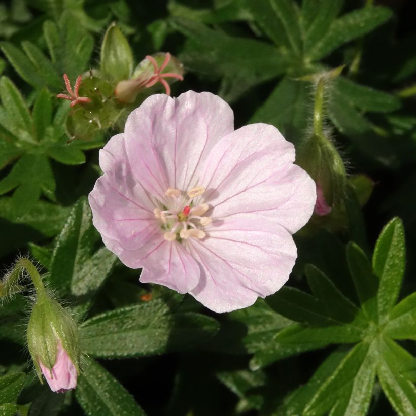 Geranium sanguineum Frivolius Pink - Bloedooievaarsbek (Bloei)